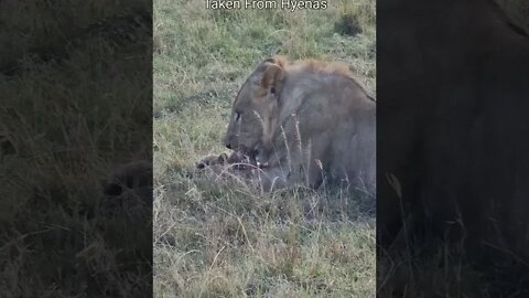 Maasai Mara Sightings Today 05/08/22 (Lions, Cheetah, etc) | Zebra Plains | #shorts