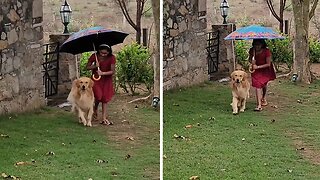 Thoughtful owner uses umbrella to cover pup from rain
