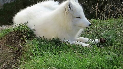 Maggie the Arctic Fox at the Point Defiance Zoo March 2019