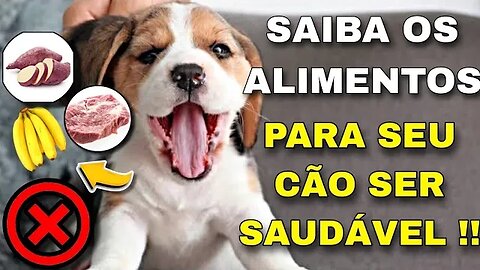 QUAIS ALIMENTOS FAZEM BEM PARA O CACHORRO? ENTENDA O QUE ELES PODEM COMER