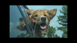 Happy dog enjoying the wind