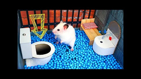 🐹 Hamster Escapes the Creative Maze for Pets in real life 🐹 in Hamster Stories