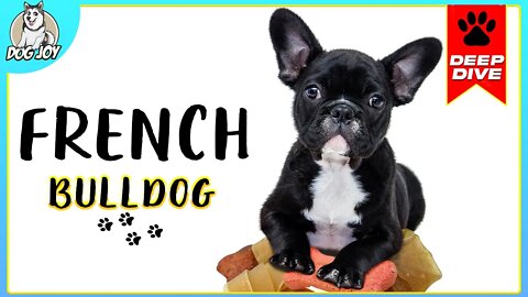 EVERYTHING You NEED to KNOW about the FRENCH BULLDOG