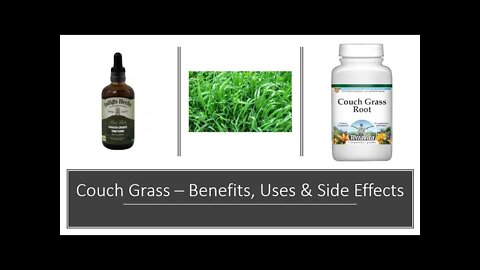 Couch Grass Benefits - Herbal Medicine