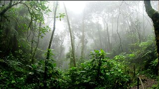 Rainstorm Relaxing Sounds for Peaceful Sleep