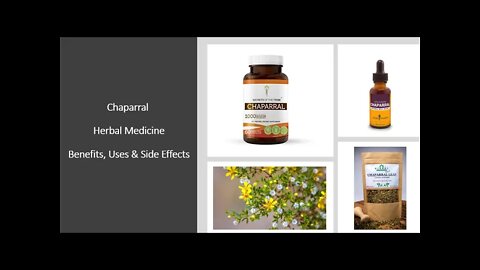 Chaparral - Herbal Medicine - Benefits, Uses & Side Effects