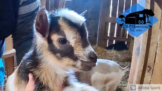 Newborn goat kids are the cutest! #shorts