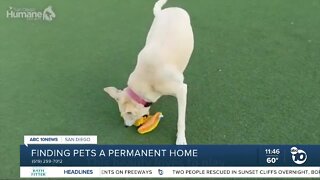 Pet of the Week: Sadee