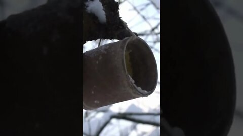 Birds eating out of can bird feeder