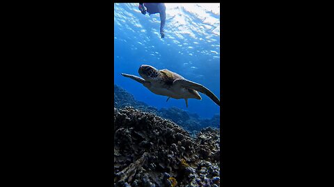 Little Cindy the Green Sea Turtle