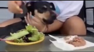 Woman Explains How Her Dog Is A ‘Vegetarian By Choice’