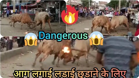 bull fight in market dangerous bulls fighting in market #bullfight