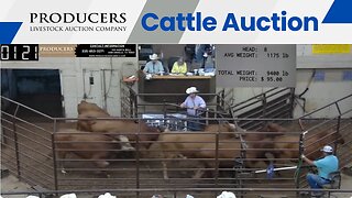 10/5/2023 - Producers Livestock Auction Company Cattle Auction