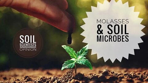 MOLASSES & SOIL MICROBES. DOES THIS GARDEN HACK WORK? | Gardening in Canada
