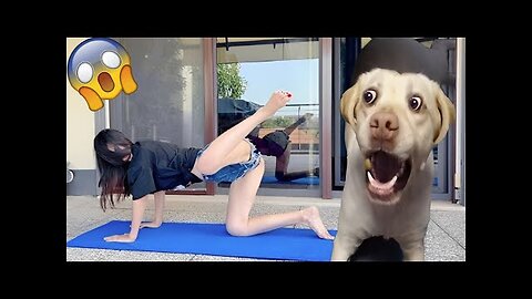 Funniest Animals Video - Funny Dogs And Cats - Try Not To Laugh Animals 2022