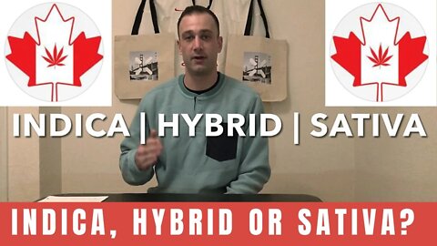 INDICA, HYBRID or SATIVA? | Canadian Cannabis Culture