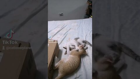 Two Months Old Kittens fighting - Funny Kittens Fighting Video