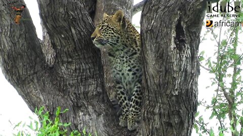 Leopard And Cub - Life Outside The Bushcamp - 29: Cub On Her Own - Stalking And Climbing
