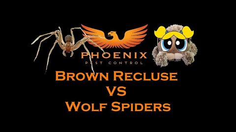 Brown Recluse Spiders VS Wolf Spiders #whatbugsme