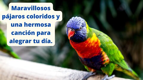 Maravillosos pájaros coloridos y una hermosa canción para alegrar tu día.