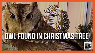 What a Hoot! Living Owl Found in Christmas Tree Days After Family Buys, Decorates It