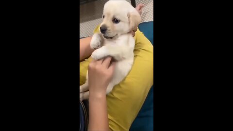 Why cute doggy has just gime viral