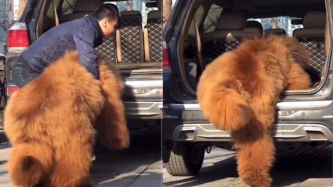 Man tries to lift a big fluffy dog ( >300 pounds )...