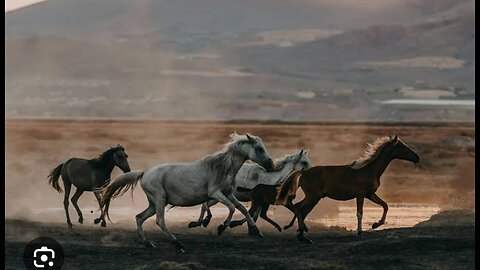 horses running