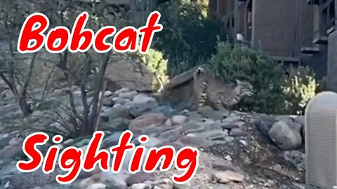 Bobcat Sighting AZ North Phoneix az near Carefree AZ