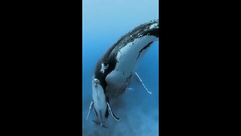 A whale mom embracing her calf