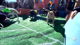 'They need a loving home': Bar K's 2nd annual Puppy Bowl partners with Lucky 13 Rescue for adoptions