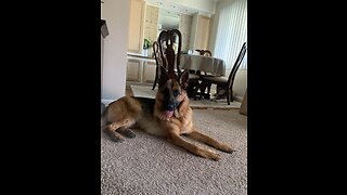 Meet My Dog Zara The German Shepard ☺️