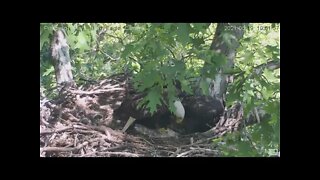 Hays Eagles Dad brings in huge Catfish for Eaglets-H13 H14 H15 2021 05 19 10:52AM