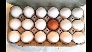 Egg Shortages and Rationing Around The US; What Are You Seeing?