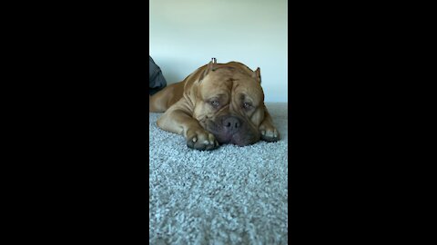 Giant pitbull is sleepy