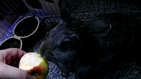 💓giving an apple to a cute rabbit💓 || lovely animals || love rabbits 😍😍