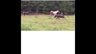 Horses running just for the joy of running
