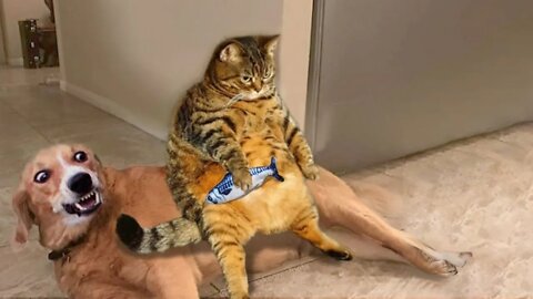 I'm Not Fat, I'm Just Fluffy | Funny Cat Videos Will Make You Cry Hard🤣