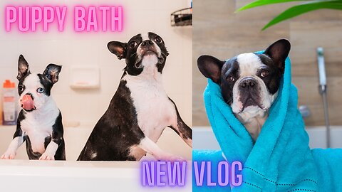 How To Bathe a Puppy First Time at Home |