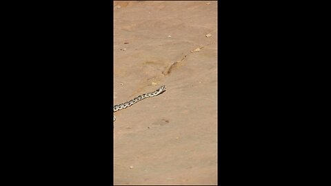 Snake found in canyon trail