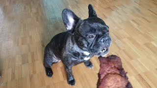 Dog eating Pork Chops | French Bulldog 🤤