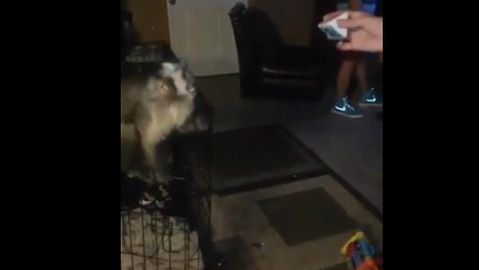 Capuchin monkey plays catch with his owner