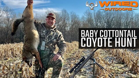 Baby Cottontail Coyote Hunt!