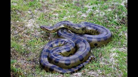 Trânsito é interrompido para passagem de sucuri no pantanal