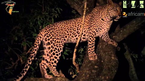 Scotia Female Leopard - Year 2, Independence - 8: Visiting The Lodge