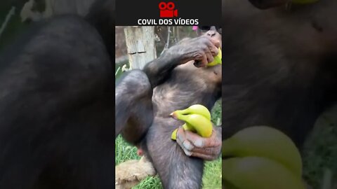 macaca de condomínio fechado