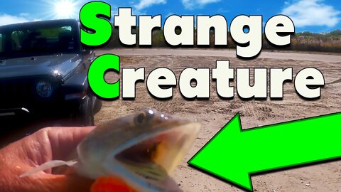 Coquina Clam Fishbites catches a strange creature surf fishing- Biden Harris Thug....
