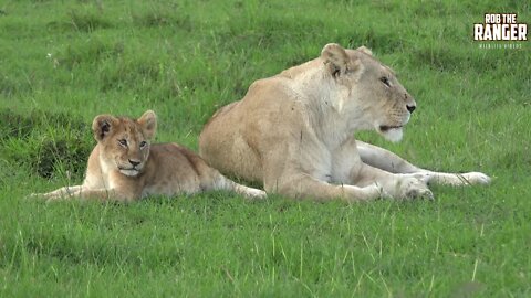 Enkoyonai Lion Pride In The Afternoon | Lions Of The Mara | Zebra Plains