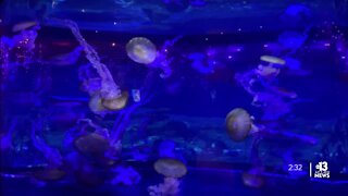 Shark Reef Aquarium offers underwater education, adventure