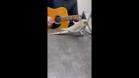 sing parrot